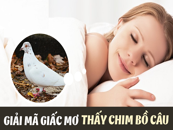 Giấc Mơ Thấy Chim Bồ Câu Đánh Con Số Mấy Húp Tiền Tỷ?