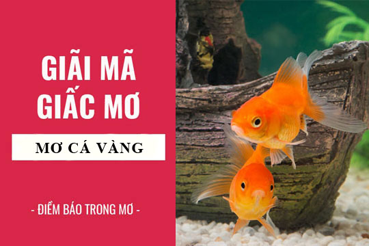 Luận Giải Giấc Mơ Thấy Cá Vàng Đánh Con Gì Vào Bờ An Toàn