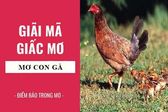 Luận Giải Giấc Mơ Thấy Gà Rừng Chốt Con Gì Vào Bờ Nhanh?