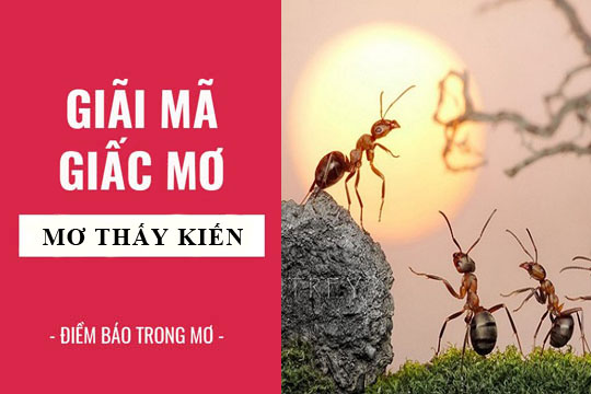 Mơ Thấy Kiến Có Điềm Báo Gì? Đánh Con Gì Húp Bạc Tỷ?