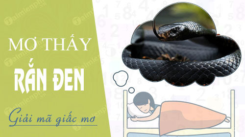 Giải mã giấc mơ thấy rắn đen - Con số may mắn